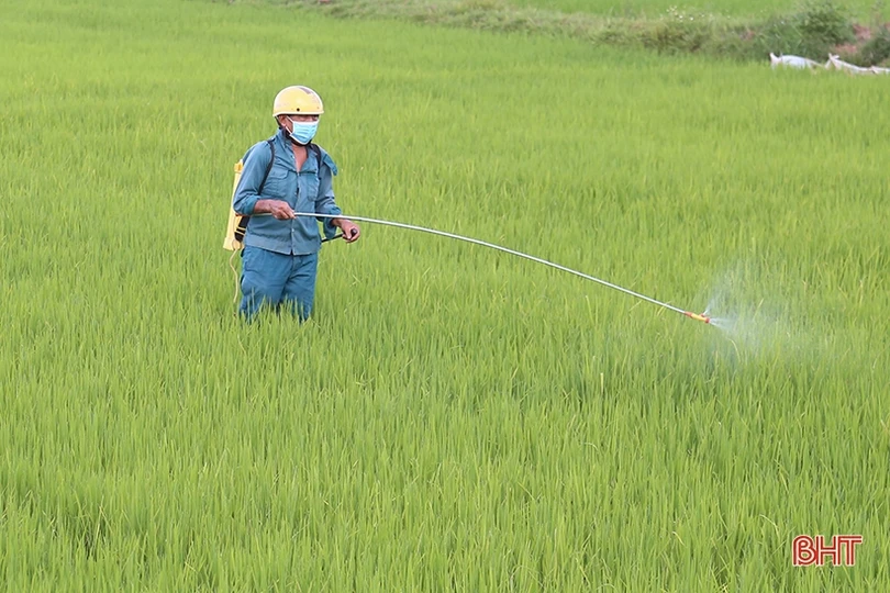 Sâu cuốn lá lứa 2 đe dọa lúa hè thu Hà Tĩnh