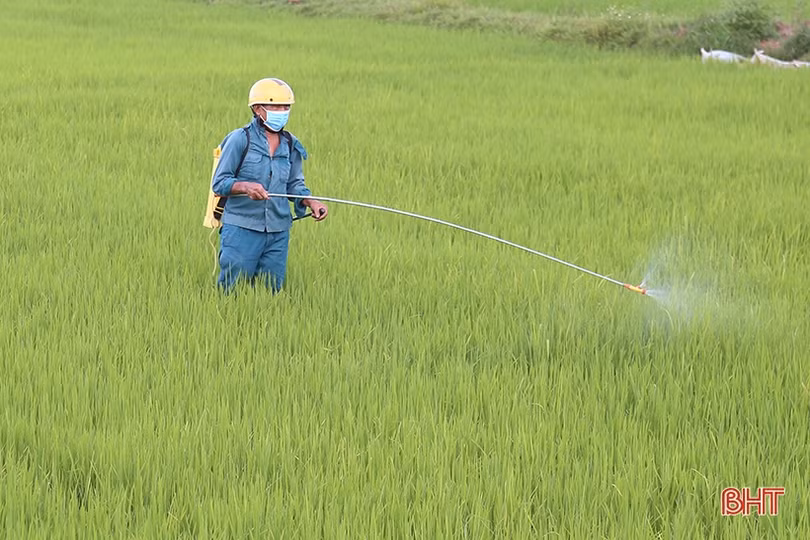 Sâu cuốn lá lứa 2 đe dọa lúa hè thu Hà Tĩnh