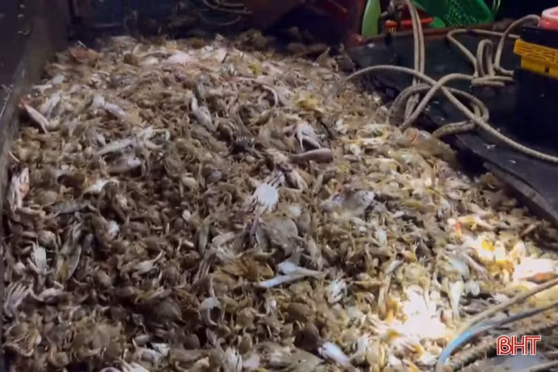 Bộ đội Biên phòng Hà Tĩnh bắt giữ 4 tàu giã cào khai thác hải sản trái phép