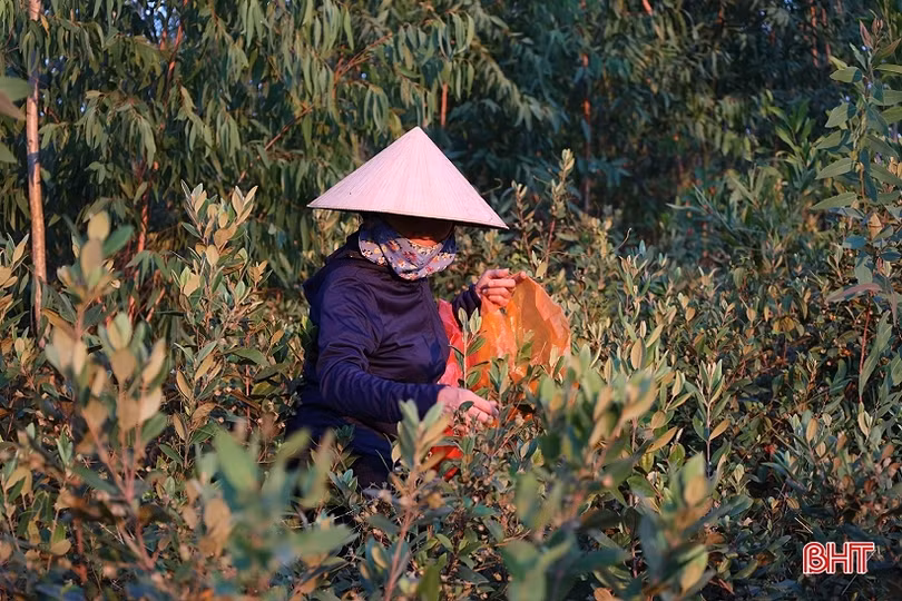Đến hẹn lại lên đồi hái sim ở Thạch Hà