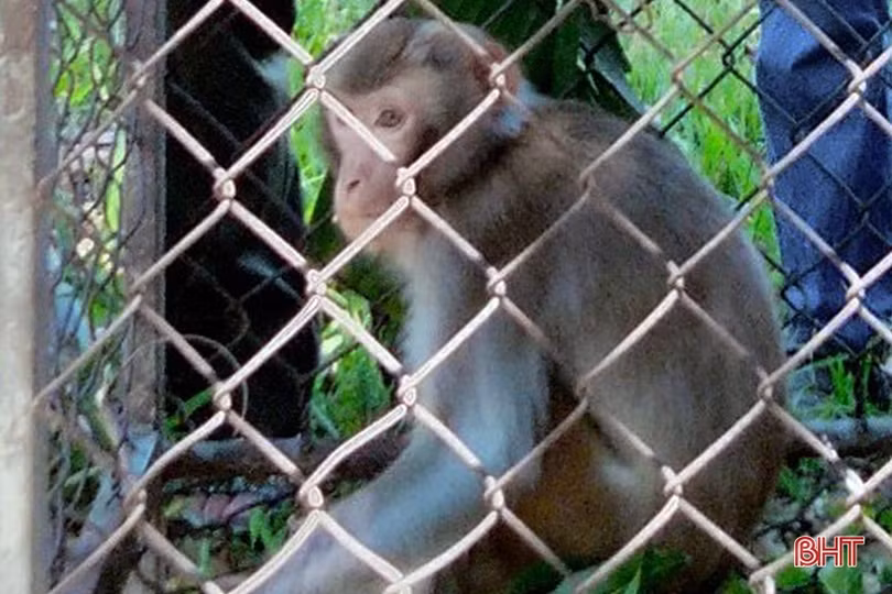 Bàn giao cá thể khỉ quý hiếm cho Vườn Quốc gia Vũ Quang