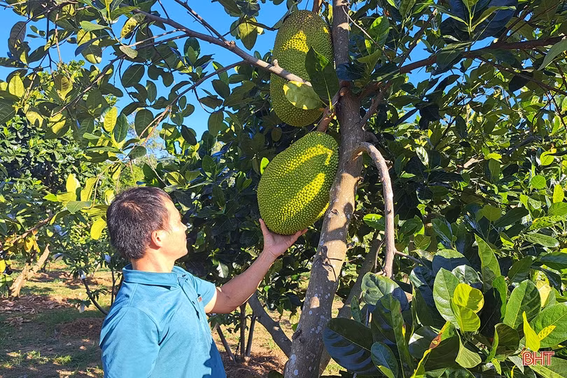 Xem vườn cây ăn quả màu mỡ của đôi vợ chồng trẻ ở xứ ca trù Hà Tĩnh