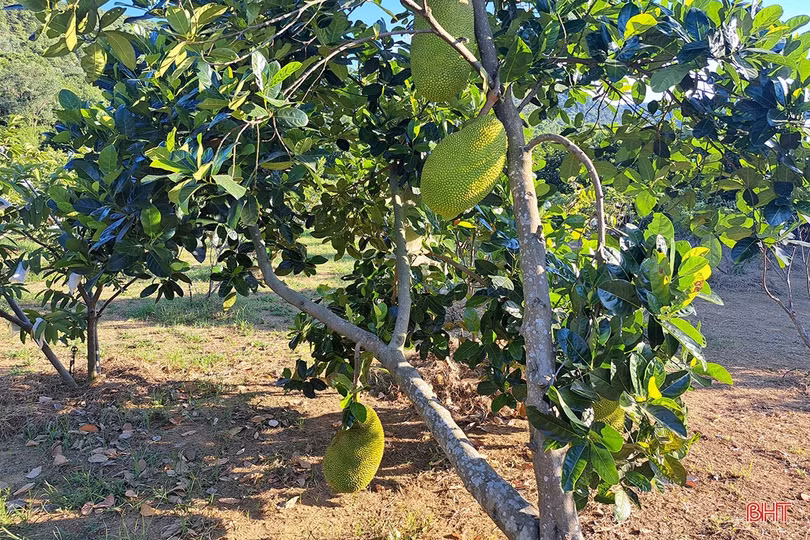 Xem vườn cây ăn quả màu mỡ của đôi vợ chồng trẻ ở xứ ca trù Hà Tĩnh