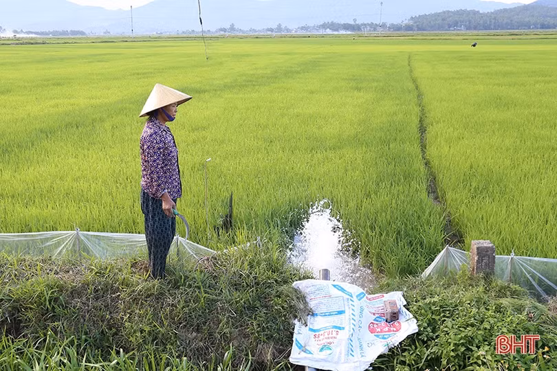 Nông dân Hà Tĩnh xoay xở chống hạn cho lúa hè thu