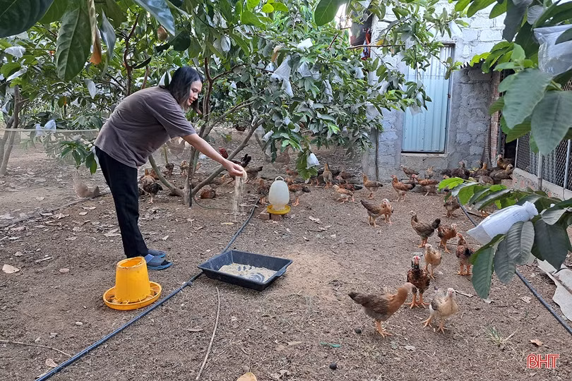 Xem vườn cây ăn quả màu mỡ của đôi vợ chồng trẻ ở xứ ca trù Hà Tĩnh