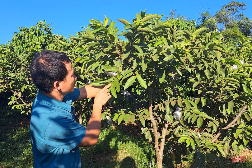 Xem vườn cây ăn quả màu mỡ của đôi vợ chồng trẻ ở xứ ca trù Hà Tĩnh