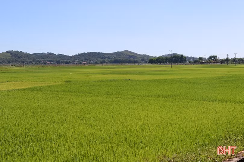 Sắc xanh trên vùng đất lửa Mỹ Lộc