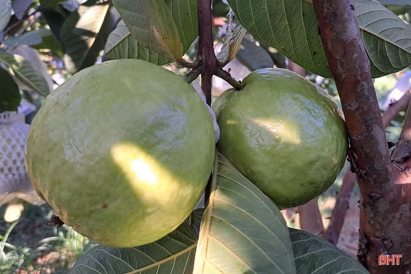 Xem vườn cây ăn quả màu mỡ của đôi vợ chồng trẻ ở xứ ca trù Hà Tĩnh