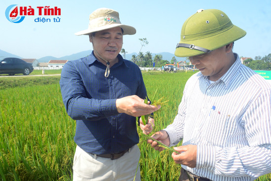 lam ro trach nhiem xu ly nghiem neu de sau benh gay hai tren dien rong