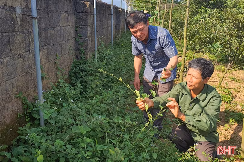 Làm vườn mẫu phải có sản phẩm mới và thu nhập bền vững”