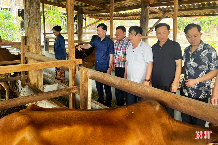 Đoàn công tác huyện Hương Khê đi thực tế mô hình nuôi bò nhốt tại huyện NaKai do huyện Hương Khê hỗ trợ. 2.jpg