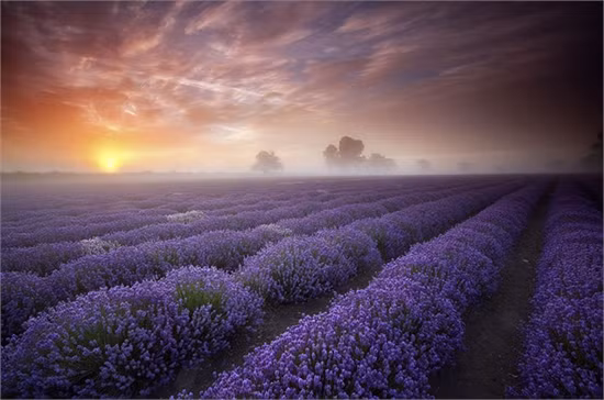 Những cánh đồng hoa oải hương dài rộng tít tắp đến tận chân trời ở Provence, Pháp và Banstead, Anh mang đến một vẻ đẹp thanh bình, giản dị nhưng quyến rũ vô cùng.