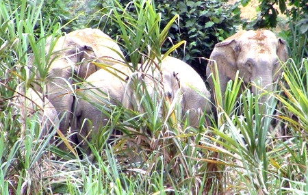 Ba cá thể voi rừng vừa xuất hiện ở Sơn Kim ảnh 1