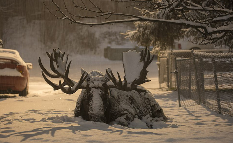 nhung buc anh dong vat song dong va vui