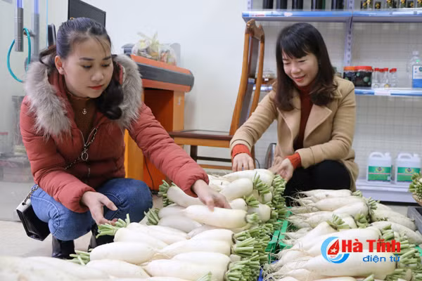 cu cai vung bien ngang ha tinh me hoac nguoi tieu dung