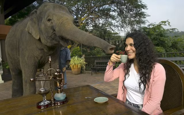 diem danh 10 loai ca phe dat nhat the gioi