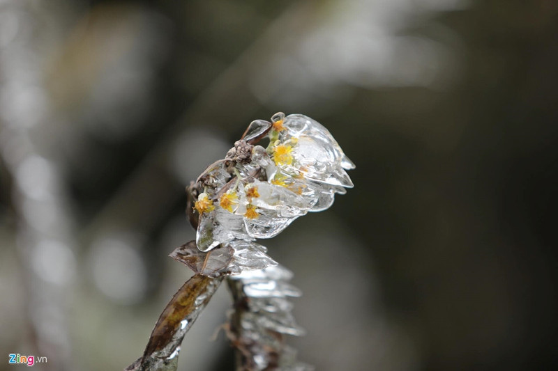 can canh bang gia ky thu o sa pa