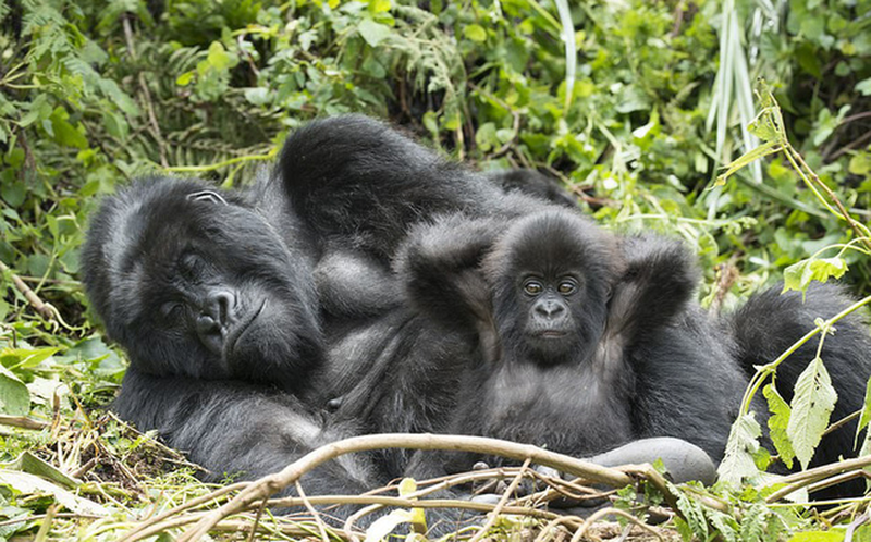 nhung buc anh dong vat song dong va vui