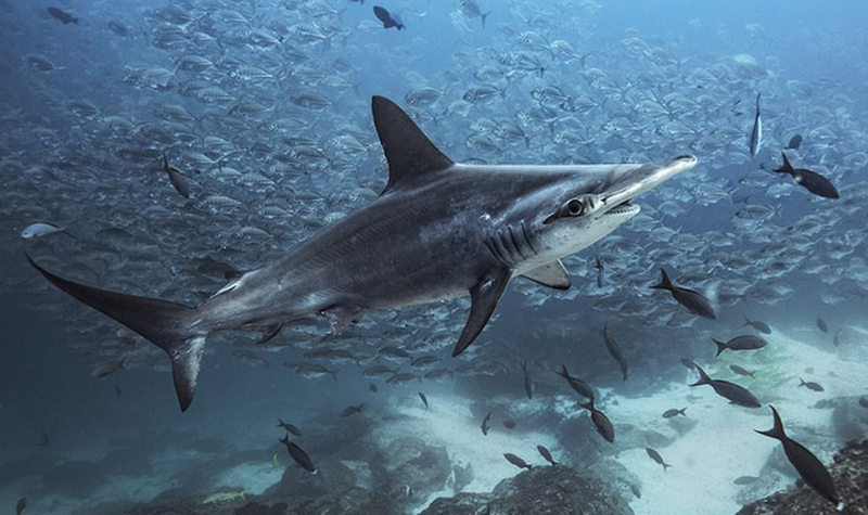 nhung buc anh dong vat song dong va vui