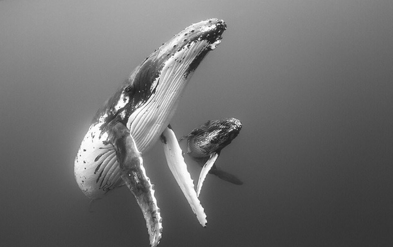 nhung buc anh dong vat song dong va vui