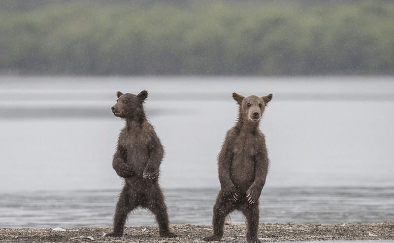 nhung buc anh dong vat song dong va vui