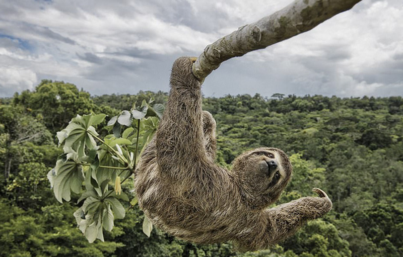 nhung buc anh dong vat song dong va vui
