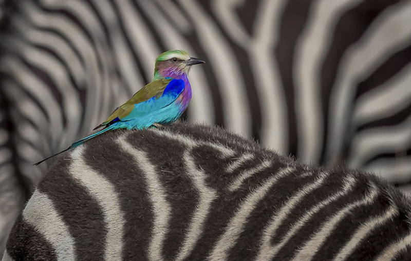 nhung buc anh dong vat song dong va vui