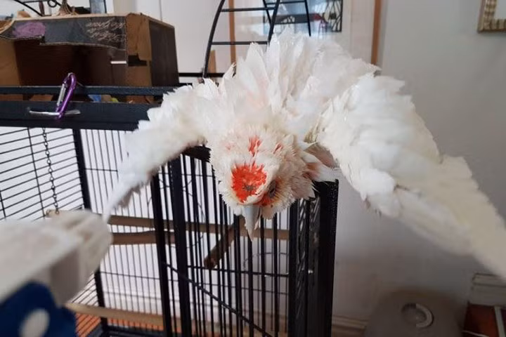 chum anh nang nong kinh hoang tai australia