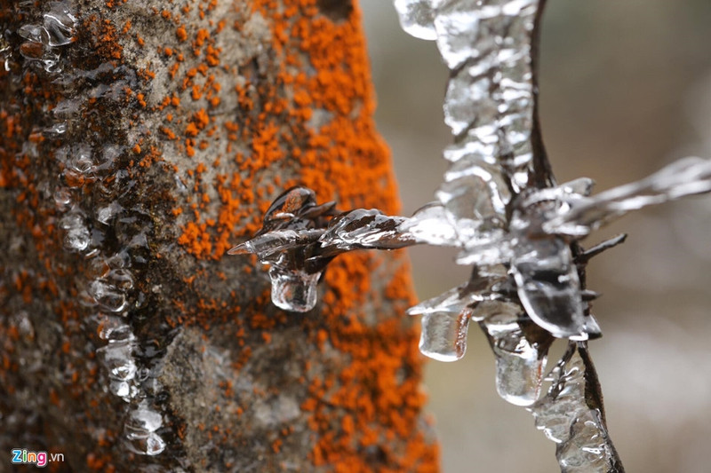 can canh bang gia ky thu o sa pa