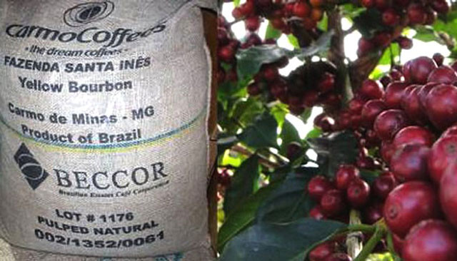 diem danh 10 loai ca phe dat nhat the gioi