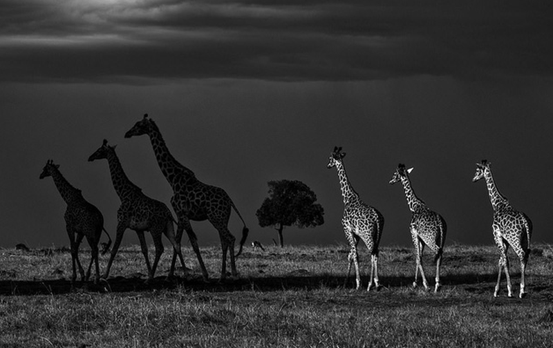 nhung buc anh dong vat song dong va vui