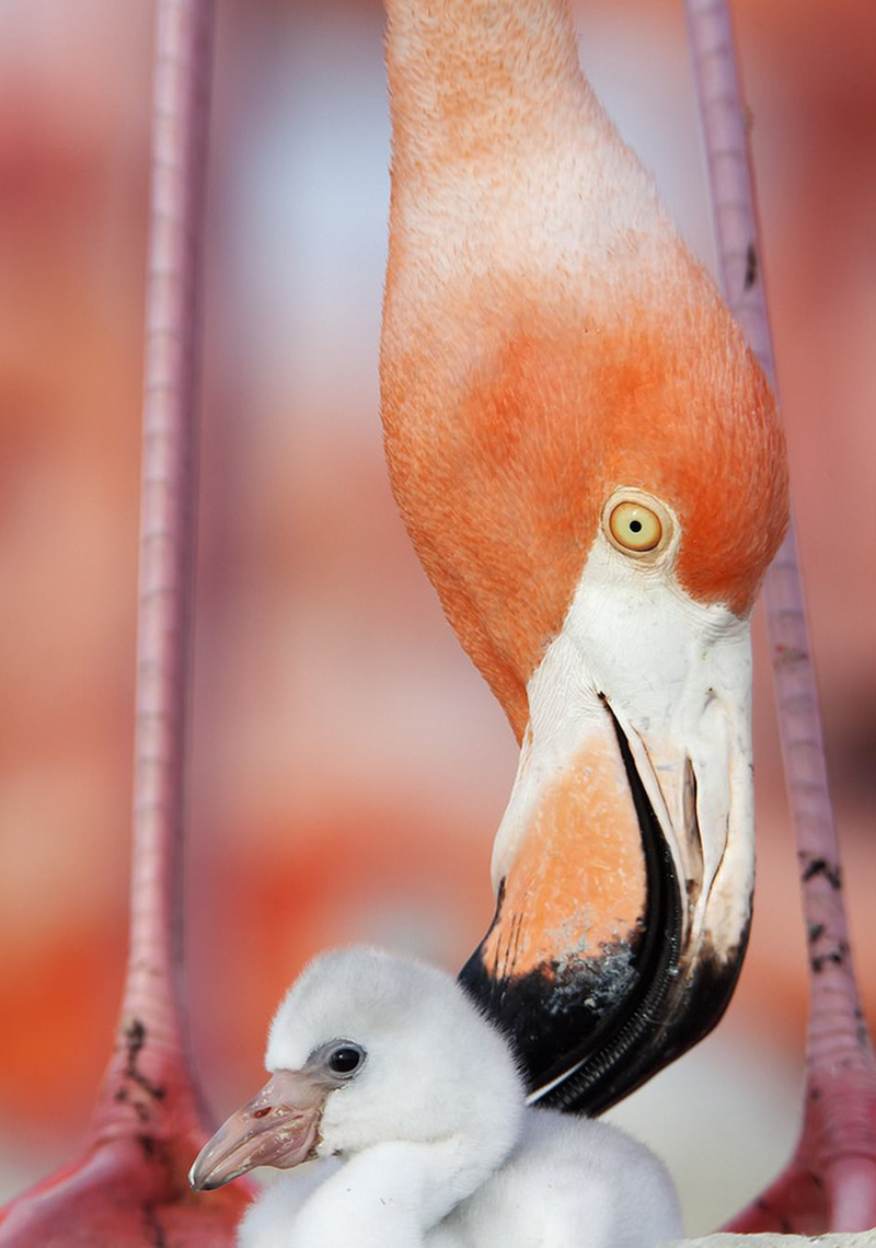 nhung buc anh dong vat song dong va vui
