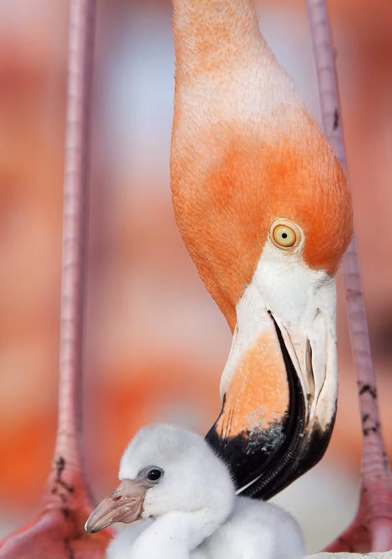 nhung buc anh dong vat song dong va vui