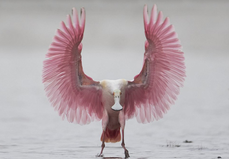 nhung buc anh dong vat song dong va vui