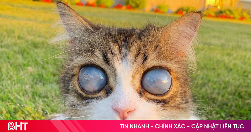 Chú mèo mù với đôi mắt “vũ trụ” nổi tiếng trên mạng | Báo Hà Tĩnh - Tin ...