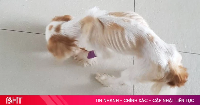 baohatinh.vn
