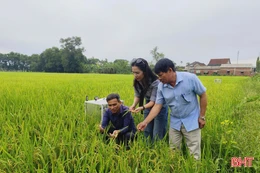 Tưới ngập - khô xen kẽ: Giải pháp cho những cánh đồng "khát"