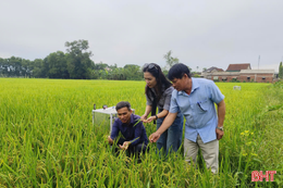 Tưới ngập - khô xen kẽ: Giải pháp cho những cánh đồng "khát"