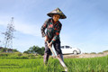 Xuống giống lần 2, nông dân TX Kỳ Anh chăm sóc kỹ lúa hè thu