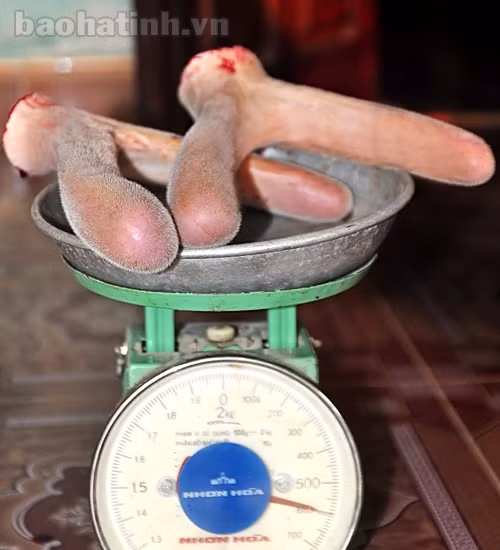 Hươu sao mùa cắt "lộc" ảnh 7