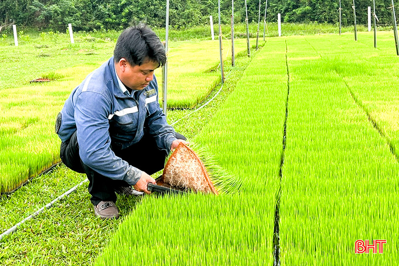 Anh Phạm Hải Thăng là người đầu tiên ở huyện Đức Thọ áp dụng gieo mạ trong khay để tiện cho việc cấy bằng máy. 9.jpg
