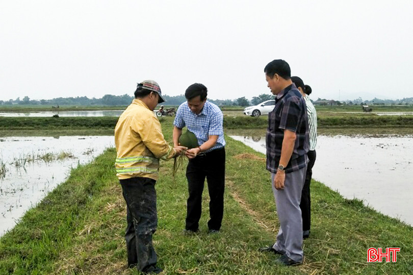 Cán bộ Phòng NN&PTNT huyện Đức Thọ kiểm tra kết quả sử dụng chế phẩm sinh học để phân hủy gốc rạ, cải tạo đất và làm tăng độ phì nhiêu cho đất. 2.jpg