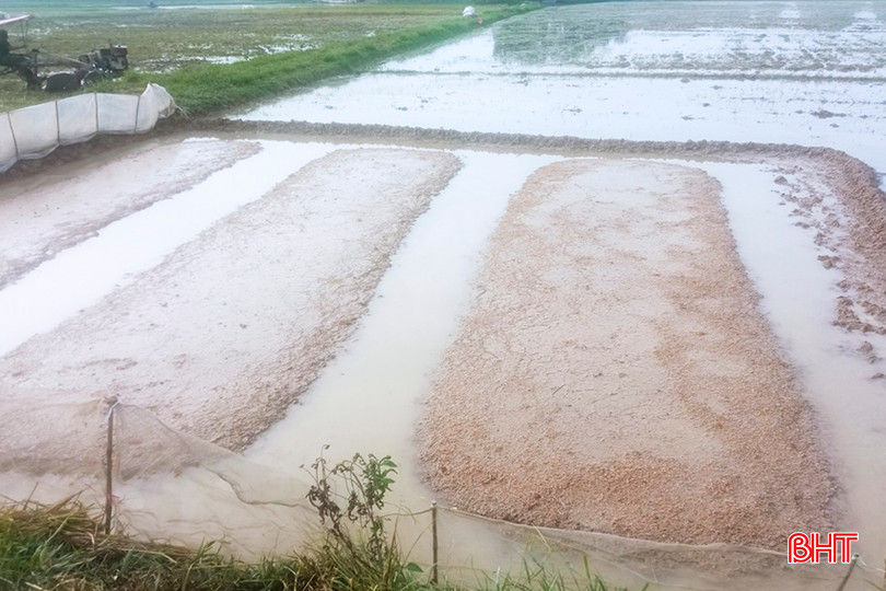 Bên cạnh việc gieo mạ khay, nông dân Đức Thọ còn thực hiện gieo mạ ngay tại ruộng để tiện cho việc chăm sóc và gieo cấy. 1.jpg