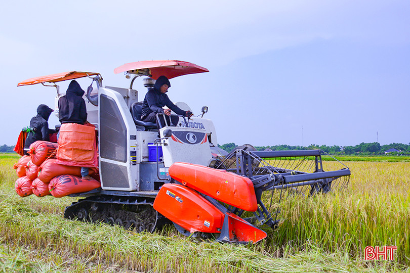 Huyện Cẩm Xuyên đã thu hoạch được hơn 4.500 ha, đạt gần hơn 45% diện tích 0X5A1188.jpg