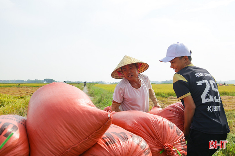 Bà con nông dân xã Cẩm Dương tập trung thu hoạch lúa xuân. 0X5A1223.jpg