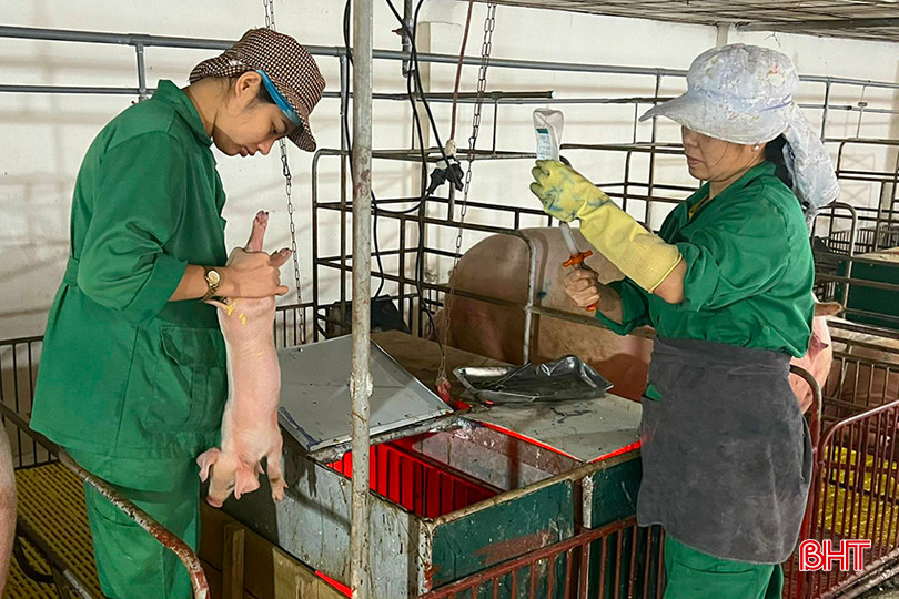 Nhiều người chăn nuôi, doanh nghiệp tại Hà Tĩnh vẫn có tâm lý thận trọng khi tái đàn, tăng đàn. z4464633817519_4e7df52fda0ab9385236045954170c3e.jpg