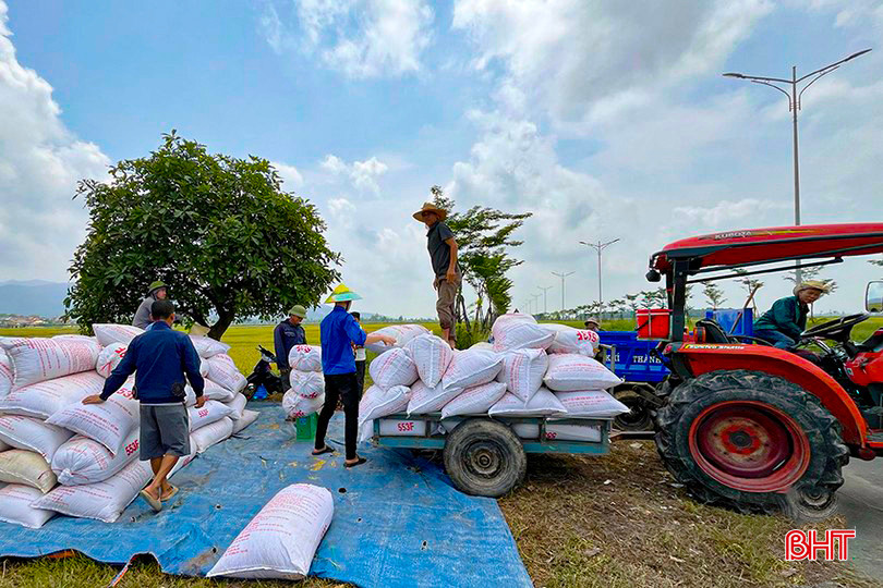 Lúa tươi được thương lái tại thị xã Hồng Lĩnh thu mua tận chân ruộng. bqbht_br_l4-8328.jpg