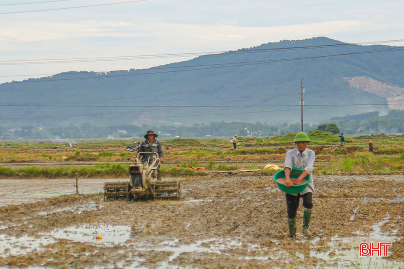 Vụ hè thu 2024, huyện Cẩm Xuyên sản xuất hơn 9.100 ha lúa. 0X5A2073.jpg