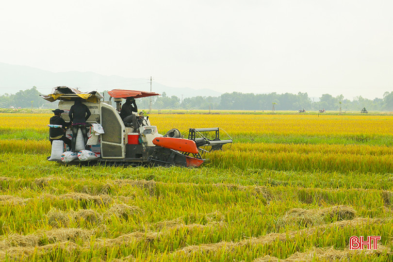 Hà Tĩnh đang tập trung đẩy nhanh tiến độ thu hoạch lúa vụ xuân. 0X5A0953.jpg