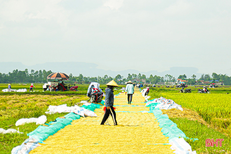Không khí ngày mùa tất bật đang diễn ra khắp các địa phương trong toàn tỉnh. 0X5A0362.jpg